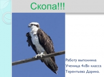 Презентация про горную птицу скопа для 3 класса