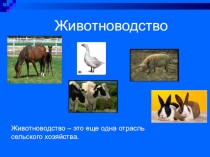 Презентация к уроку Животноводство