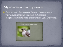 Презентация по окружающему миру на тему Мухоловка - пеструшка