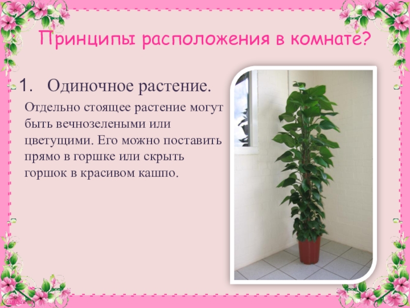 Презентация к конспекту Комнатное цветоводство. Растения в интерьере. Принципы расположения в комнате?Одиночное растение.Отдельно стоящее растение могут быть вечнозелеными или Принципы расположения в комнате?Одиночное растение.Отдельно стоящее растение могут быть вечнозелеными или цветущими. Его можно поставить прямо в