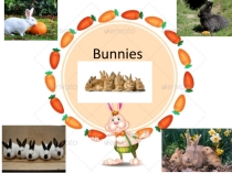 Презентация по английскому языку Bunnies (5 класс)