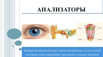 Презентация по биологии на тему Анализаторы. Зрительный анализатор (8 класс)