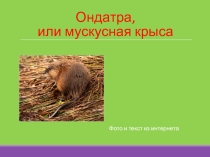 Ондатра