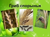 Презентация по биологии на тему Спорынья - гриб паразит(6 класс)