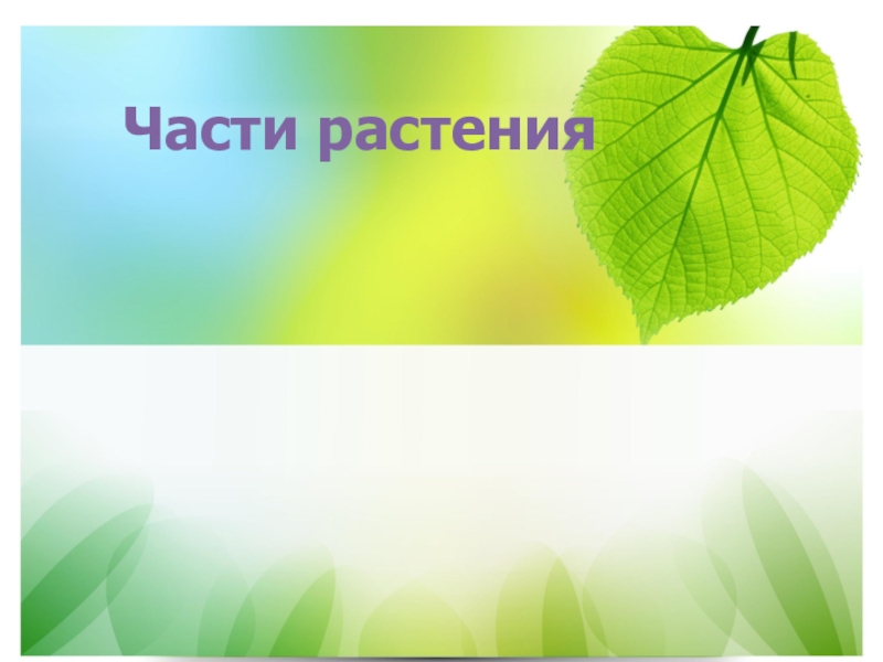 Презентация к уроку природоведения в 5 классе тема Части растения