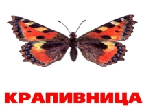 Презентация по естествознанию в средней группе тема: Удивительный мир насекомых