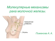 Молекулярные механизмы рака молочной железы