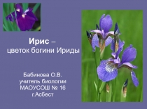 Ирисы для факультативного занятия