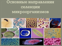 Презентация по биологии на тему Основные направления селекции микроорганизмов (9 класс)