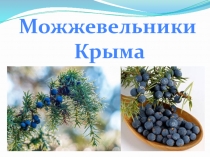 Презентация к экологическому уроку Можжевельники Крыма