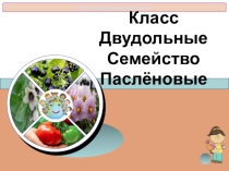 Презентация по биологии на тему семейство пасленовые