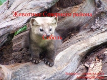 Презентация Животные Северного района