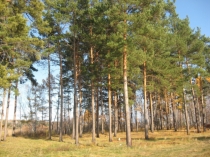 Презентация к уроку окружающего мира Разнообразие животных 2 класс