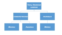Презентация по биологии на тему Митоз. Мейоз