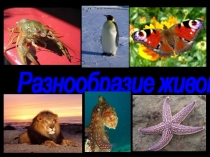 Презентация по ознакомлению с окружающим миром разнообразие животных