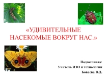 Насекомые