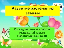 Исследовательская работа Развитие растения мз семени
