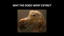 Презентация по английскому языку на тему WHY THE DODO WENT EXTINCT.