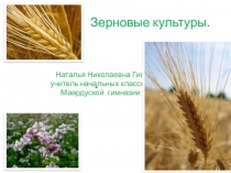 Зерновые культуры. Окружающий мир