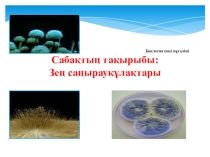 Презентация по биологии Зең саңырауқұлағы (мукор)7 класс