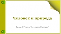 Презентация к уроку по литературе Восточной Сибири Рассказ С.Устинова Любопытный бурундук, 5 класс