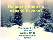 Почему у елки не падают иголки