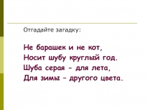 Презентация Словарные слова. Дикие животные. Заяц