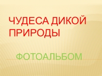 Презентация по окружающему миру на тему: Чудеса дикой природы