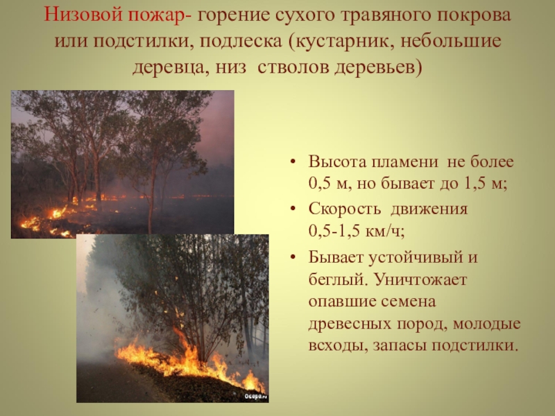 Информация о лесных пожарах