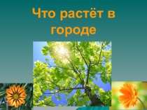 Презентация по окружающему миру на тему Что растёт в городе