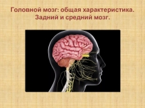Презентация по биологии, 8 класс Головной мозг
