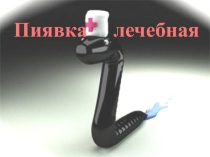 Презентация для внеурочной деятельности на тему Пиявка лечебная