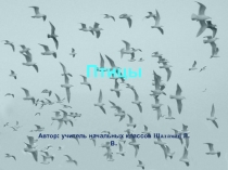 Птицы