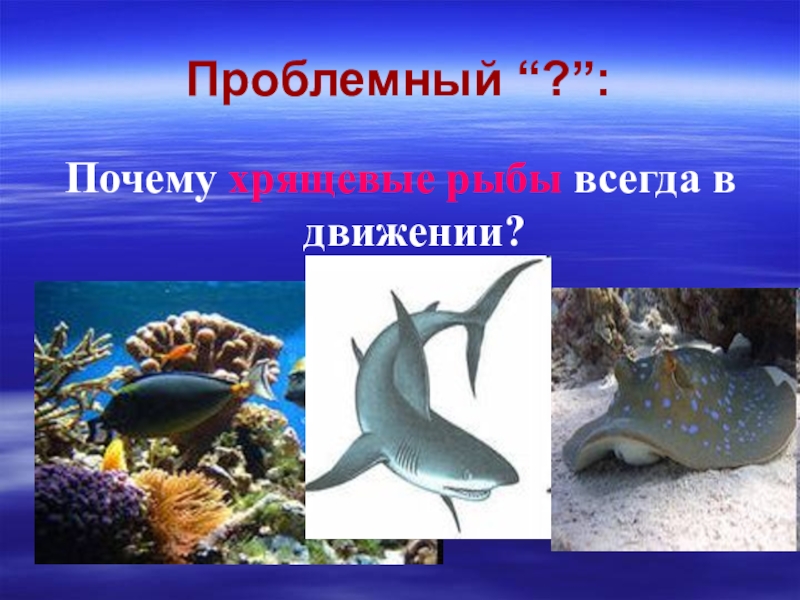Презентация по биологии на тему Проблемный “?”: Почему хрящевые рыбы всегда в движении? Проблемный “?”: Почему хрящевые рыбы всегда в движении?