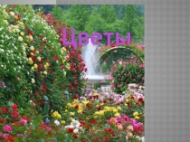 Цветы