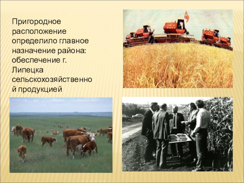 85 лет Липецкому району Пригородное расположение определило главное назначение района: обеспечение г.Липецка сельскохозяйственной продукцией Пригородное расположение определило главное назначение района: обеспечение г.Липецка сельскохозяйственной продукцией