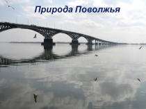 Презентация по географии 8 класса Природа Поволжья