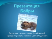Презентация урока краеведения Бобры
