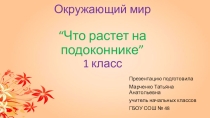 Презентация по окружающему миру на тему Что растет на подоконнике?