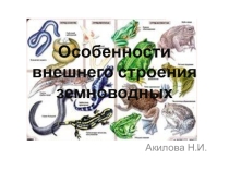 Презентация по биологии на тему:  особенности внешнего строения земноводных
