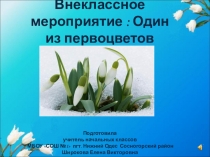 Внеклассного мероприятия в 3 классе  Один из первоцветов