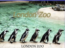 Презентация урока по английскому языку на тему London Zoo (6 класс)