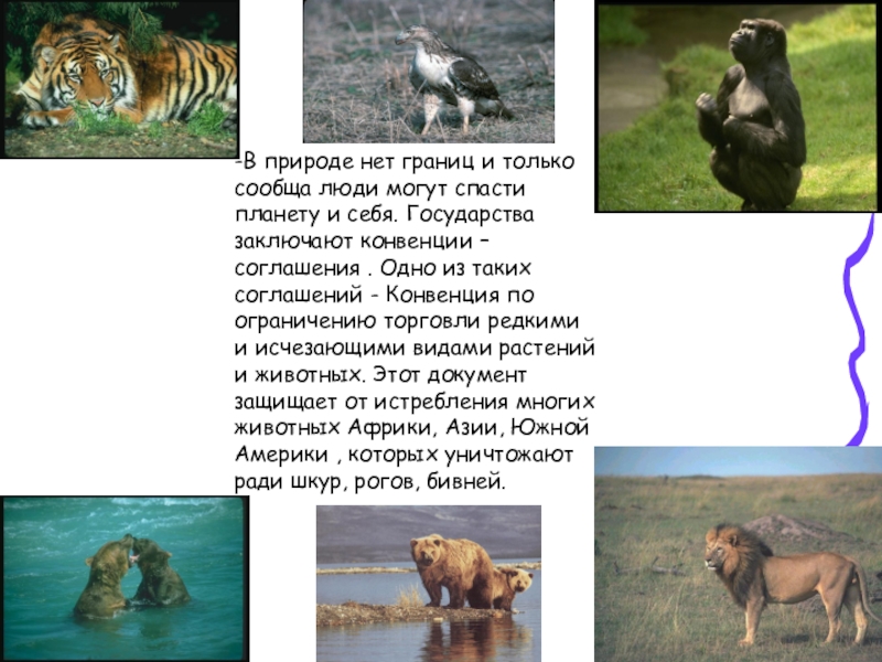 Красота природы -В природе нет границ и только сообща люди могут спасти планету -В природе нет границ и только сообща люди могут спасти планету и себя. Государства заключают конвенции –