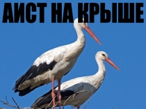 Презентация к песне Аист на крыше