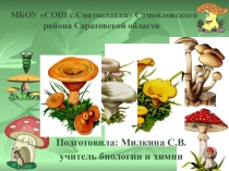 Презентация Тест по теме Грибы