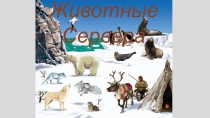Презентация на лексическую тему Животные севера