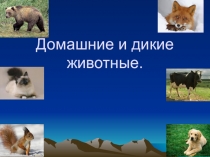 Презентация по развитию речи на тему: Животные 1 класс
