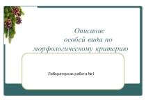 Презентация по биологии на тему:  Описание особей вида по морфологическому критерию .(11 класс)