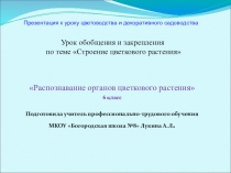 Презентация по цветоводству Распознавание органов цветкового растения