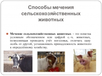Презентация по зоотехнии на тему Меченье сельскохозяйственных животных